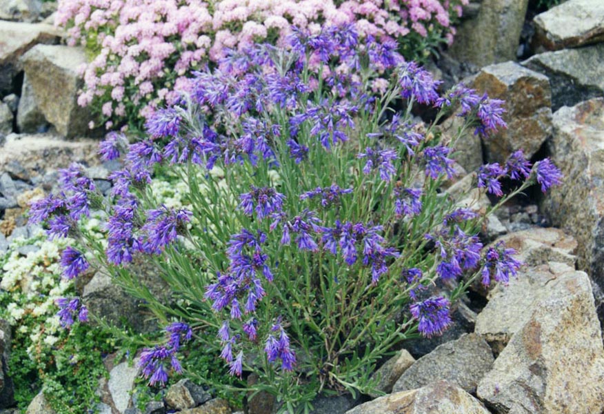 Molkia petraea photo